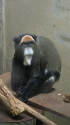 バタコ