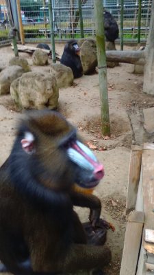マンドリル
