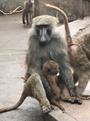 コクトとコドモ