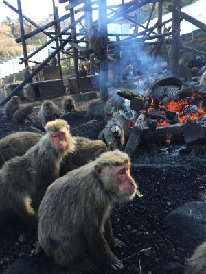 たき火にあたるサル