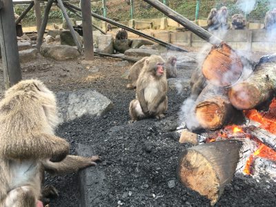 バレイ焚き火