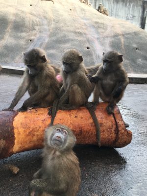 コドモたち