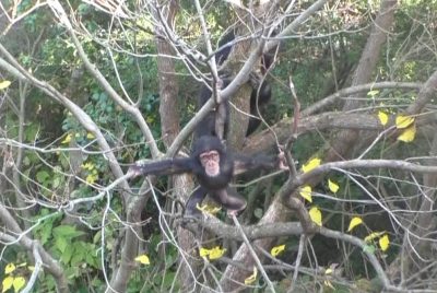樹上のマモル