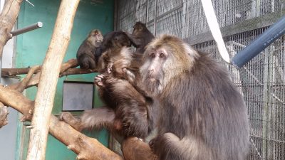 昼下がりのチベットモンキー 飼育の部屋