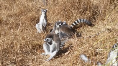 毛繕いワオキツネザル