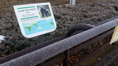 凍った手すり