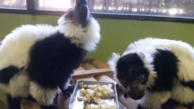 エリマキキツネザル食事