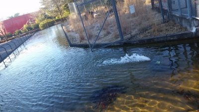 ワオランドの池氷る