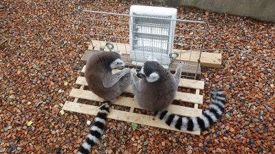 ワオキツネザルがストーブにあたる