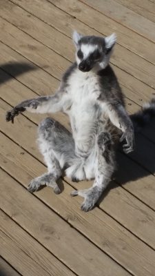 日向ぼっこワオキツネザル
