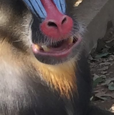 マンドリル　あごひげ