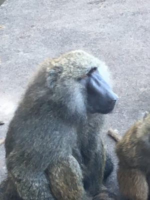 ロミオの横顔