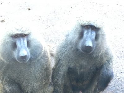 ナッシュとロミオ