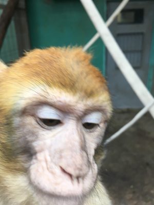 バーバリーマカク ユンフー