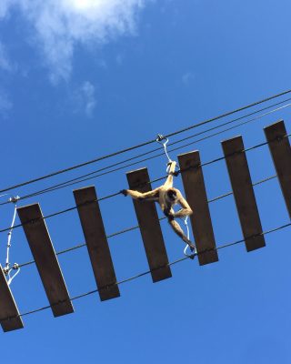 ジェフロイクモザル