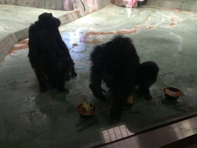 チンプそば