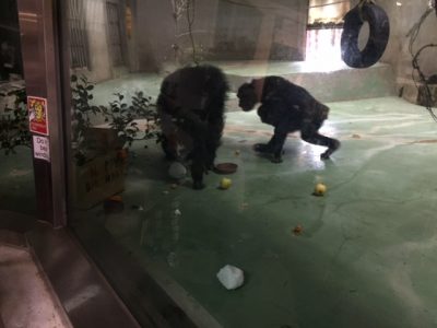 ケーキを食べるツトム１