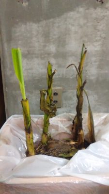 バショウ苗