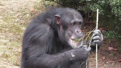 シラカシの葉を食べつくすツトム