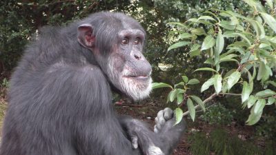 木の葉を食べるツトム