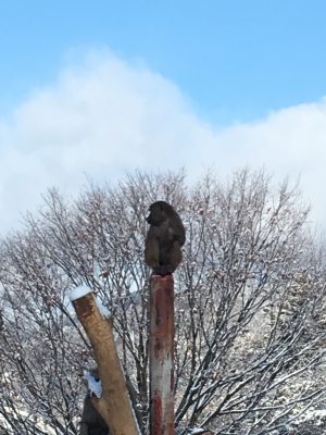 雪のヒヒ
