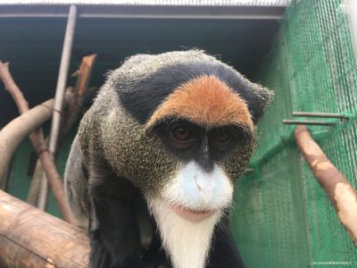 ブラッザグエノン