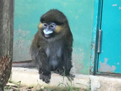 クチヒゲグエノン