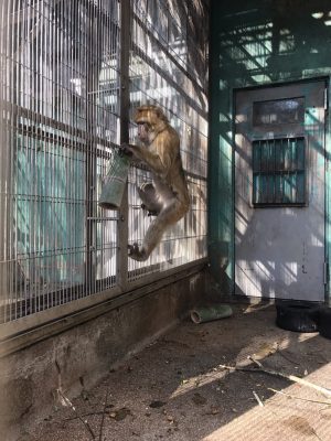 アフリカ館サルおせち