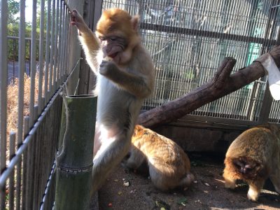 アフリカ館サルおせち2