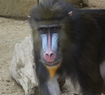 マンドリル・サム