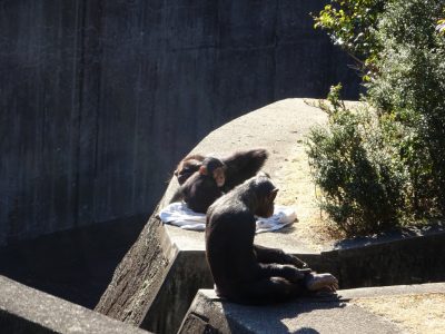 日向ぼっこするチンパンジーたち