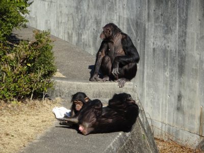 日向ぼっこするチンパンジーたち
