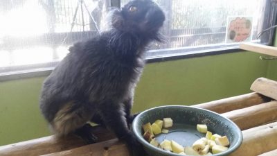エサを目の前にしたクロキツネザル