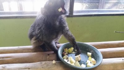 かぶりつくクロキツネザル