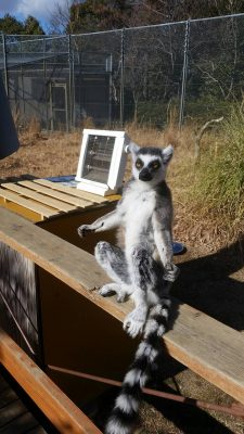 ストーブを無視するワオキツネザル