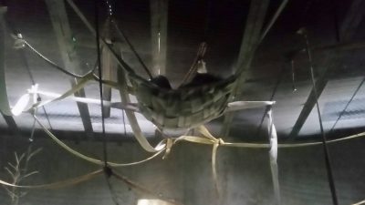 ハンモックで寝るツトム