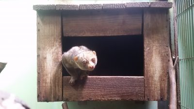 起きているなんてポト