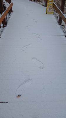 がに股の足跡