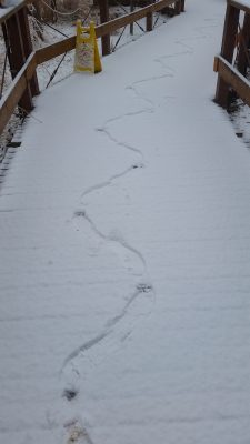 ギザギザがに股