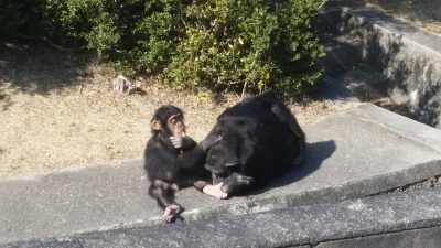 毛繕いが上手になるマモル