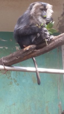 シシオザル葉っぱを食べる