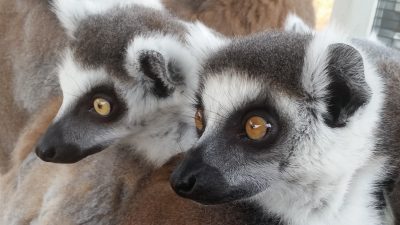 アップ2頭ワオキツネザル