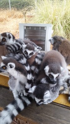 ワオキツネザル寝そう