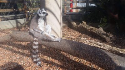うたた寝ワオキツネザル