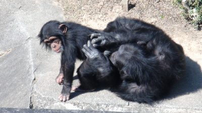 尻を毛づくろい