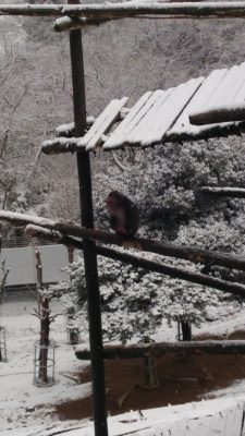 スノウモンキー
