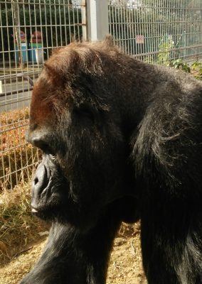 タロウ髪はねる