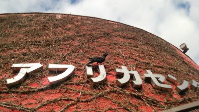 カラスの巣作り