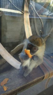 サバンナモンキー、ハッピ♀