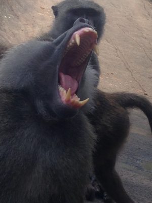 ヒヒの口